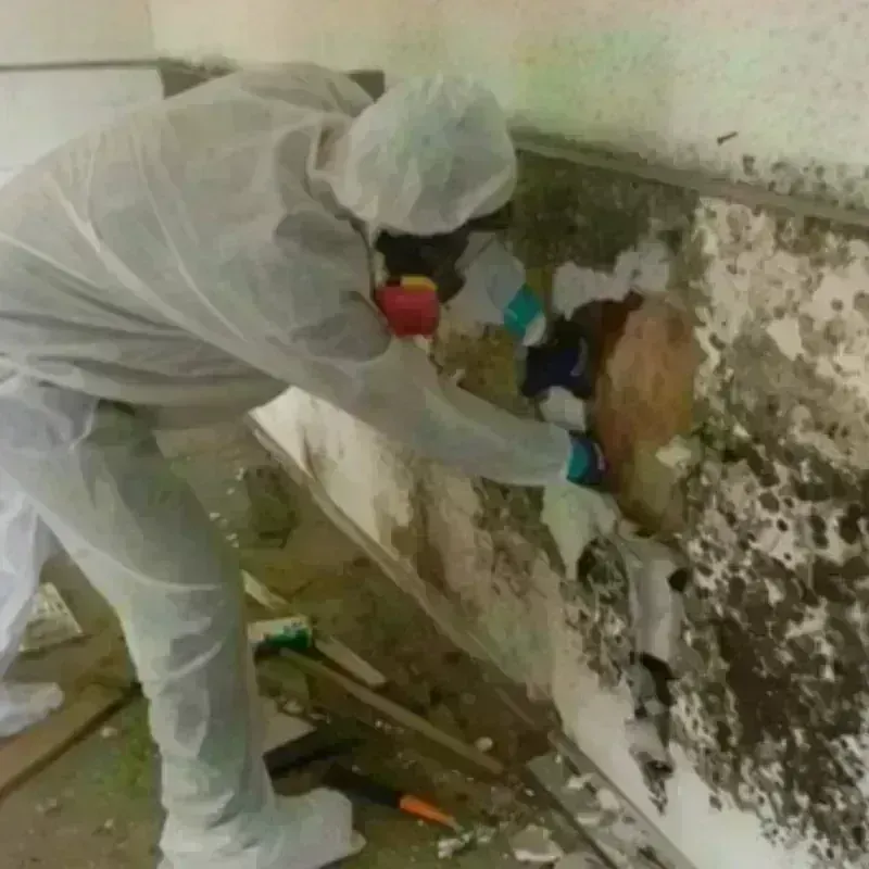 Mold Remediation and Removal in Niobrara County, WY